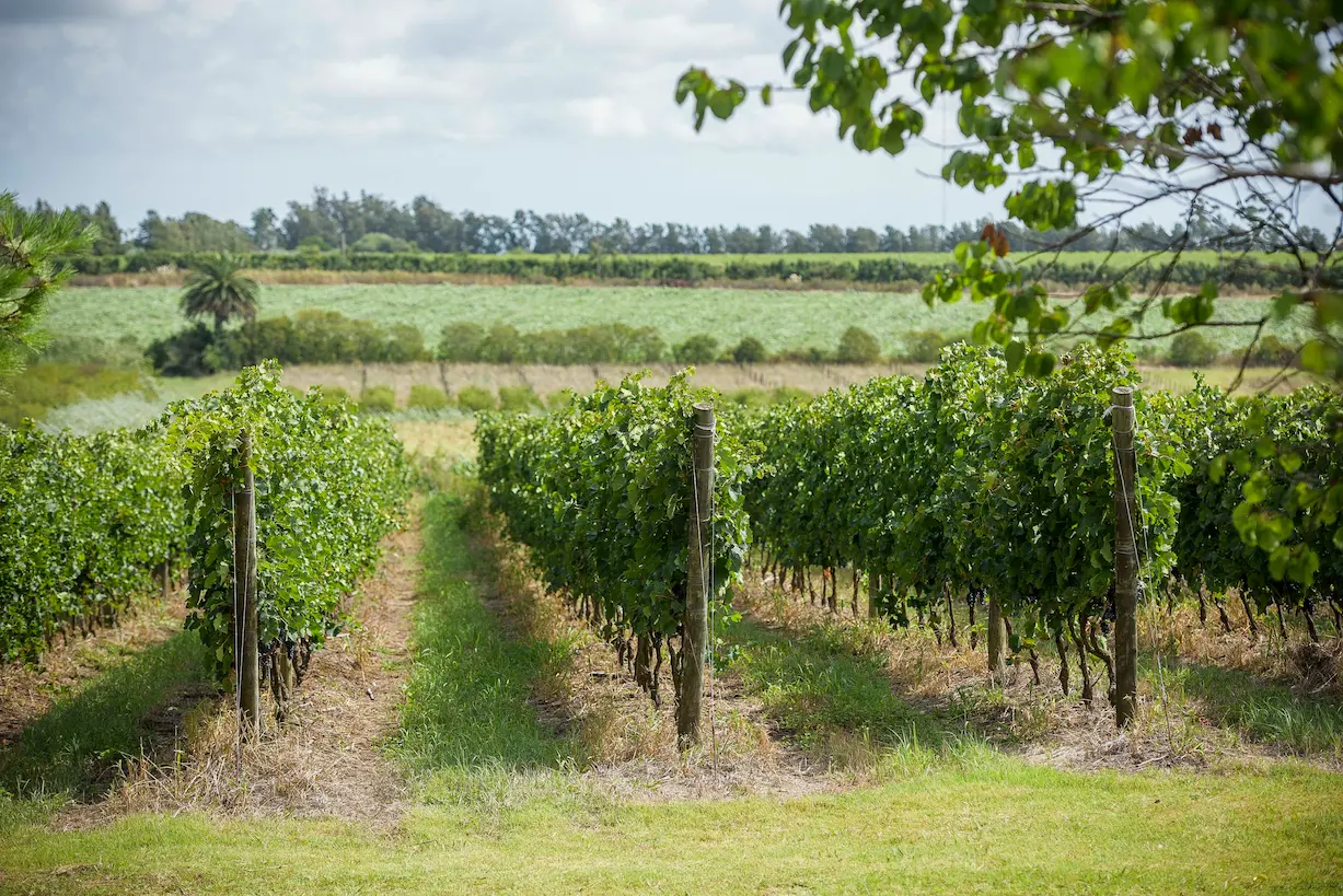 Spinoglio Winery, Uruguay